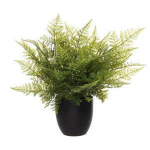 Plant - Lace fern 45cm